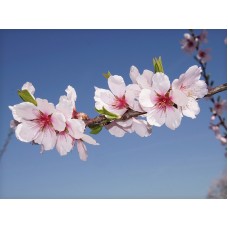 Σαπούνι απολέπισης με κόκκους από κουκούτσι αμυγδάλου PanSoap 120gr